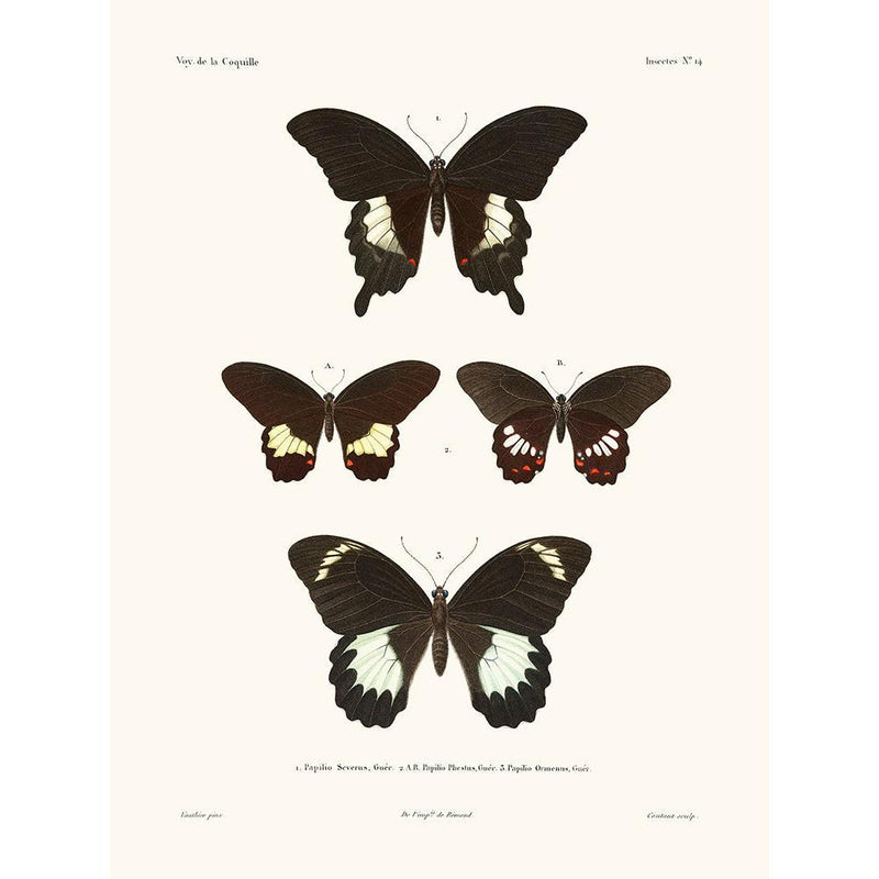 Sciences Naturelles - Papillons,La Coquille