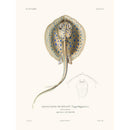 Sciences Naturelles - Pastenague,La Coquille