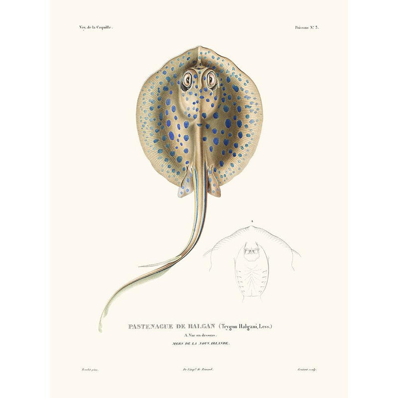 Sciences Naturelles - Pastenague,La Coquille