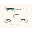 Sciences Naturelles - Reptiles PL3,La Coquille