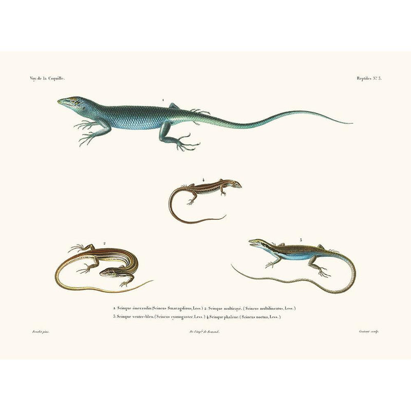 Sciences Naturelles - Reptiles PL3,La Coquille