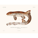 Sciences Naturelles - Roussette Malaisienne,La Coquille