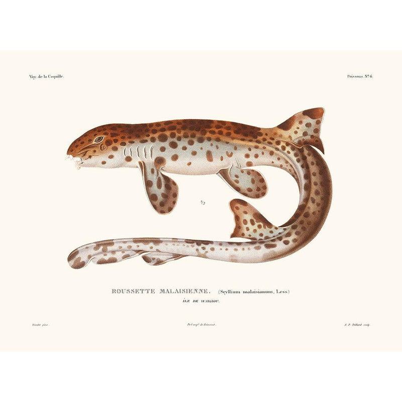 Sciences Naturelles - Roussette Malaisienne,La Coquille