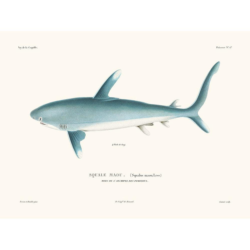 Sciences Naturelles - Squale Maou,La Coquille