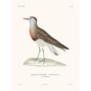 Sciences Naturelles - Vanneau,La Coquille