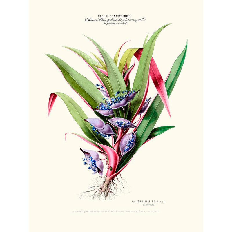 Sciences Naturelles - La Corbeille De Vénus,Flore D'Amérique