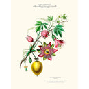Sciences Naturelles - La Pomme Grenadille,Flore D'Amérique