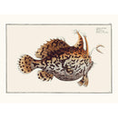 Sciences Naturelles - Le Crapaud De Mer