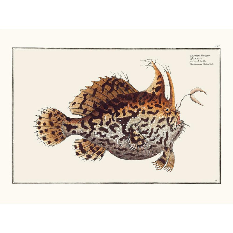Sciences Naturelles - Le Crapaud De Mer