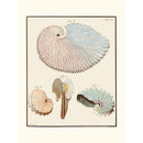 Sciences Naturelles - Le Nautille Papyracé