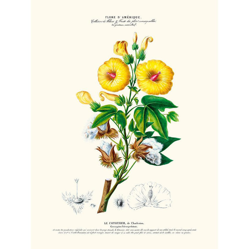 Sciences Naturelles - Le Cotonnier,Flore D'Amérique