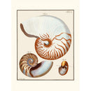 Sciences Naturelles - Le Grand Nautille