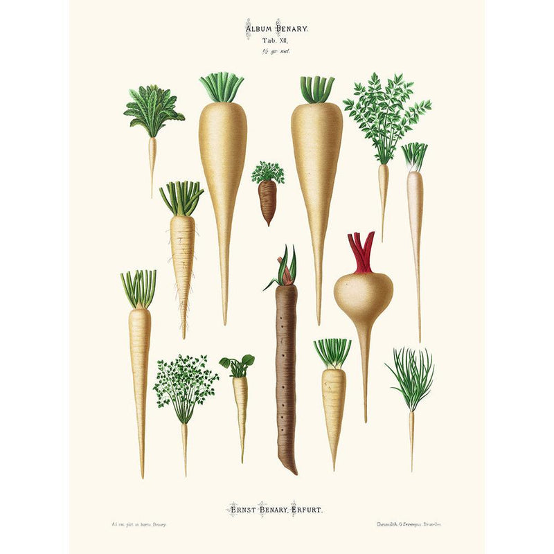 Sciences Naturelles - Le?gumes Racines,Ernst Benary