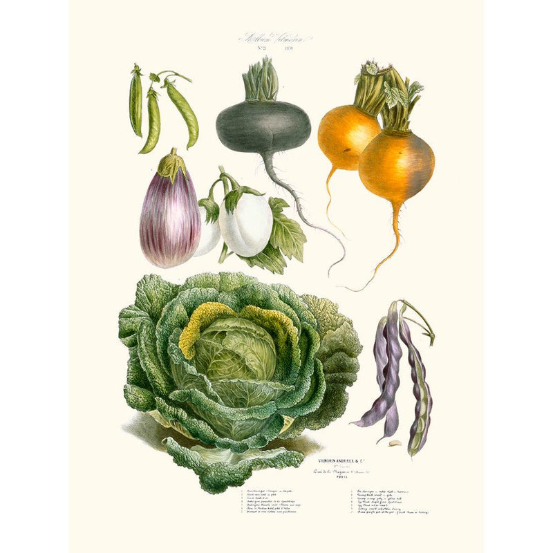 Sciences Naturelles - Légumes Anciens Vilmorin N21 Choux