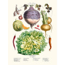 Sciences Naturelles - Légumes Anciens Vilmorin N24 Salade