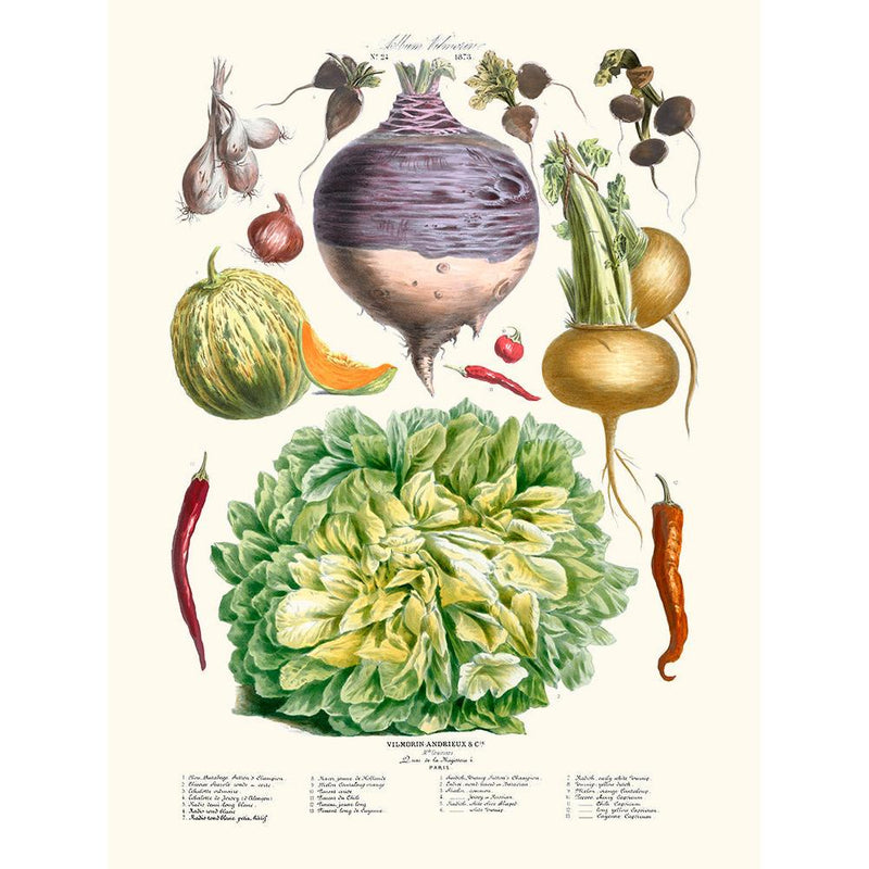 Sciences Naturelles - Légumes Anciens Vilmorin N24 Salade