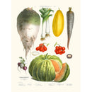 Sciences Naturelles - Légumes Anciens Vilmorin N8 Citrouille