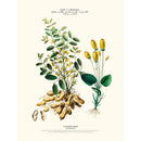 Sciences Naturelles - Le Pistachier Arachide,Flore D'Amérique