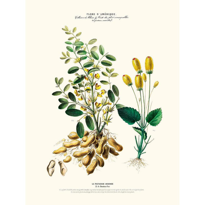 Sciences Naturelles - Le Pistachier Arachide,Flore D'Amérique