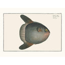Sciences Naturelles - Le Poisson Lune