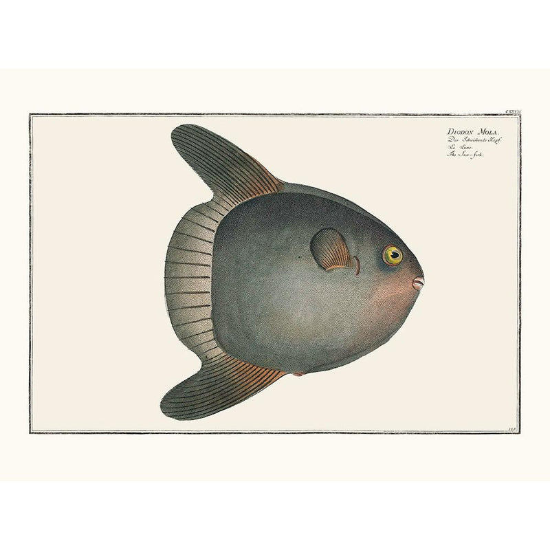 Sciences Naturelles - Le Poisson Lune