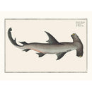 Sciences Naturelles - Le Requin Marteau