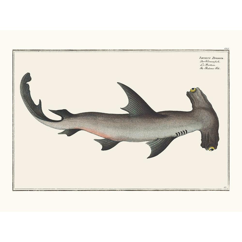 Sciences Naturelles - Le Requin Marteau