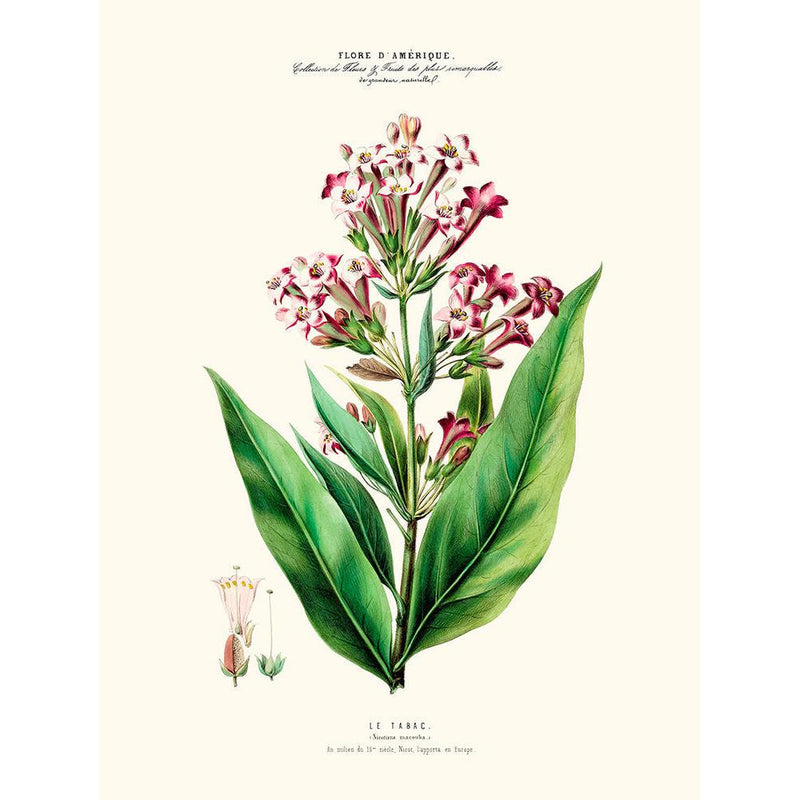 Sciences Naturelles - Le Tabac,Flore D'Amérique