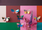 Acacia Butterfly