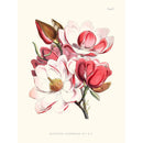Sciences Naturelles - Magnolia Cambellii,Illustration Of Himalayan Plants (Plate IV)