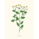 Sciences Naturelles - Matricaria,Camomille Sauvage