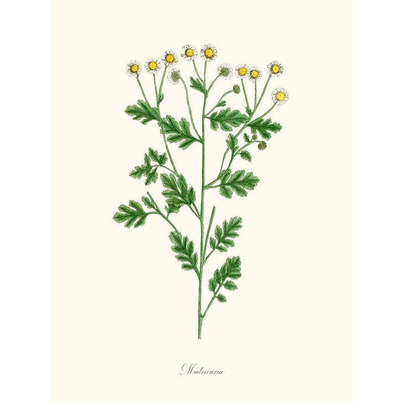 Sciences Naturelles - Matricaria,Camomille Sauvage