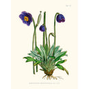 Sciences Naturelles - Meconopsis Simplicifolia,Illustration Of Himalayan Plants (Plate VIII)