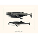 Sciences Naturelles - Baleine À Bosse Et Orque