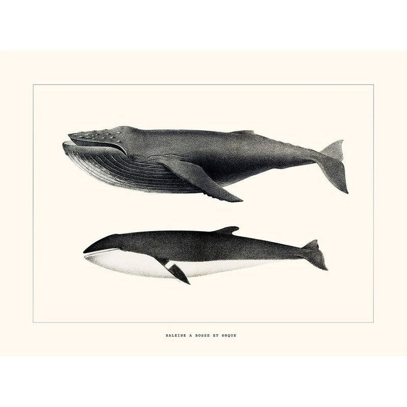 Sciences Naturelles - Baleine À Bosse Et Orque