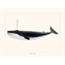 Sciences Naturelles - Baleine Bleue