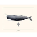 Sciences Naturelles - Cachalot