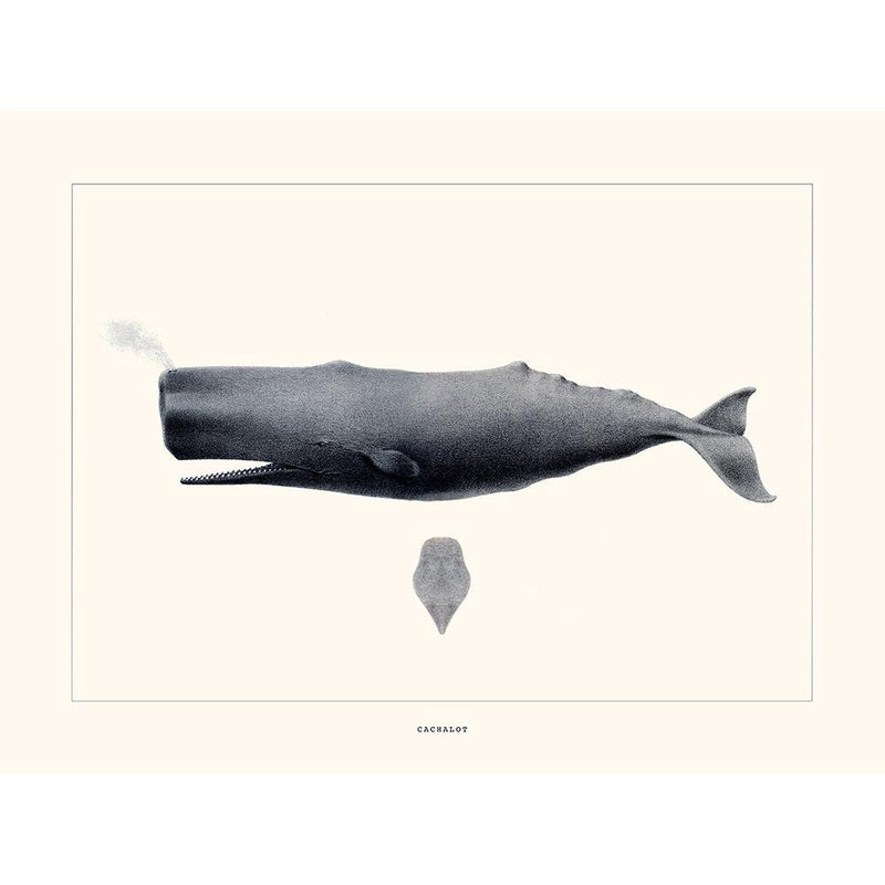 Sciences Naturelles - Cachalot