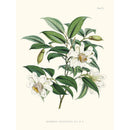 Sciences Naturelles - Michelia Cathcarti,Illustration Of Himalayan Plants (Plate VII)