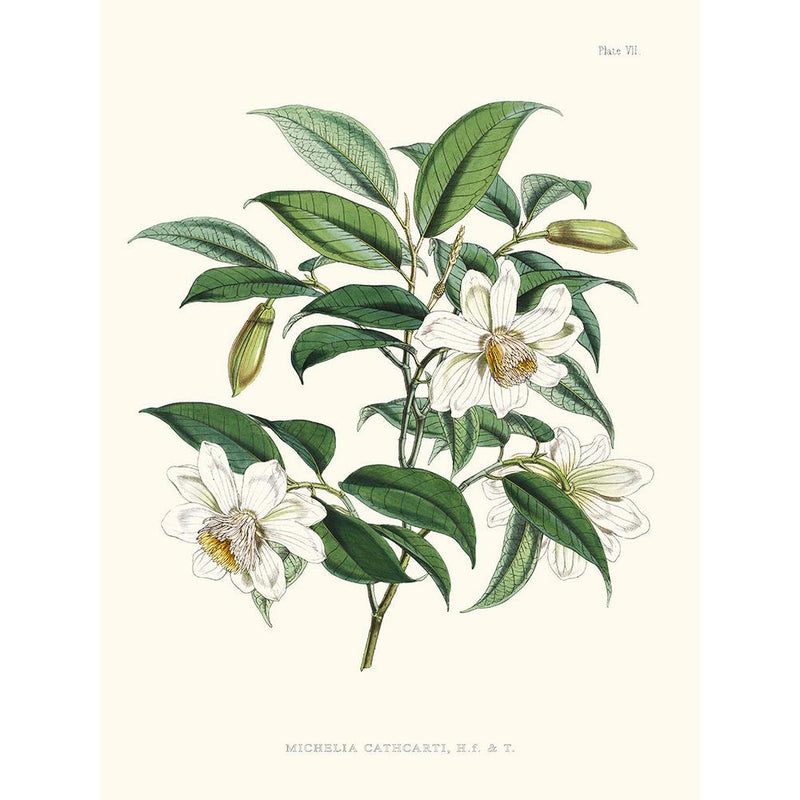 Sciences Naturelles - Michelia Cathcarti,Illustration Of Himalayan Plants (Plate VII)