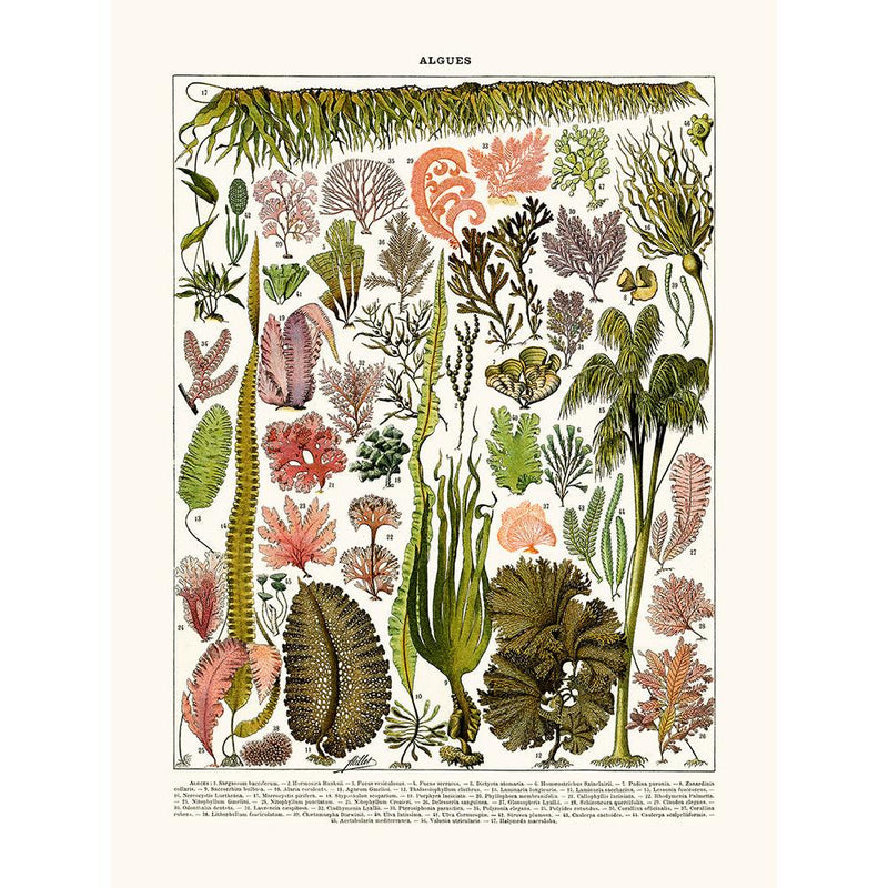 Sciences Naturelles - Algues