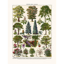 Sciences Naturelles - Arbres D'ornement