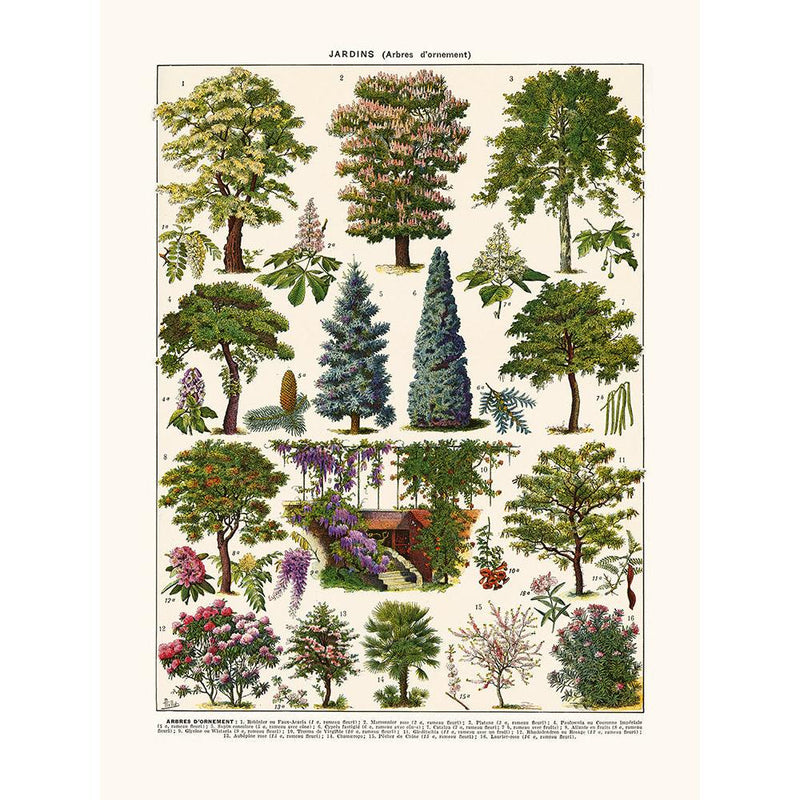 Sciences Naturelles - Arbres D'ornement