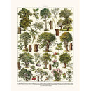 Sciences Naturelles - Arbres Tilleul...