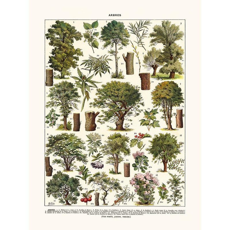 Sciences Naturelles - Arbres Tilleul...