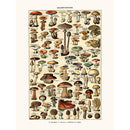 Sciences Naturelles - Champignons