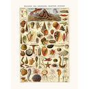 Sciences Naturelles - Echinodermes