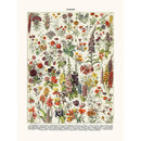Sciences Naturelles - Fleurs Annuelles