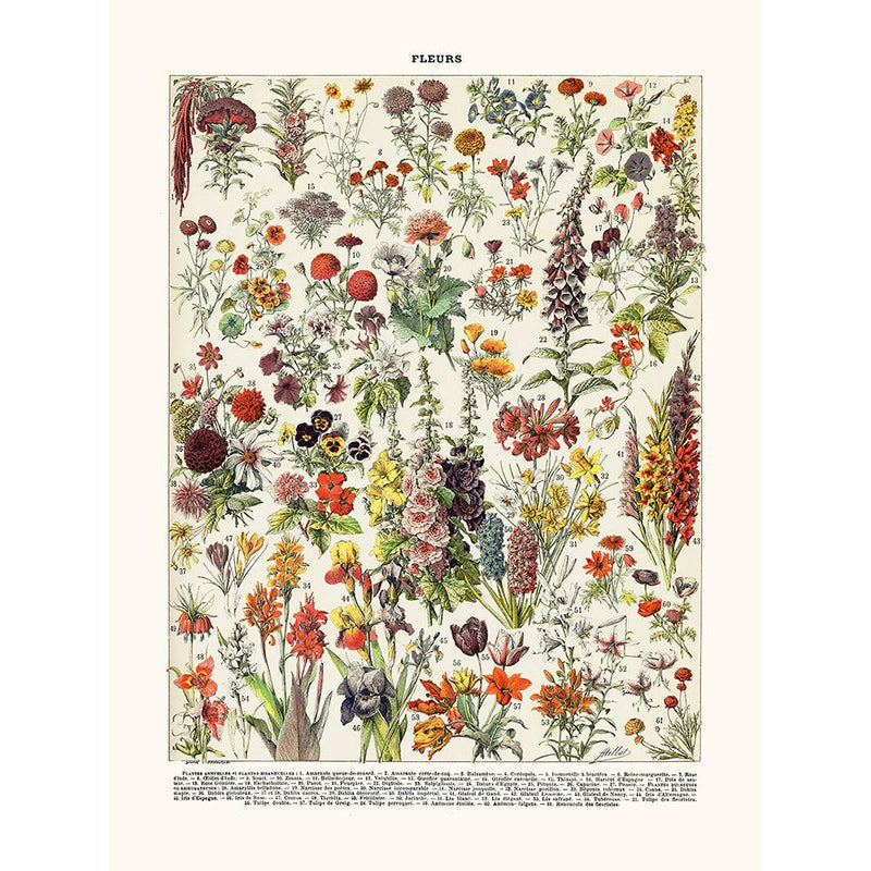 Sciences Naturelles - Fleurs Annuelles