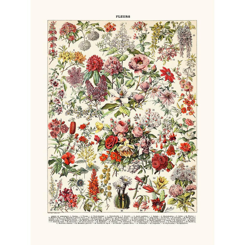 Sciences Naturelles - Fleurs Arbrisseaux